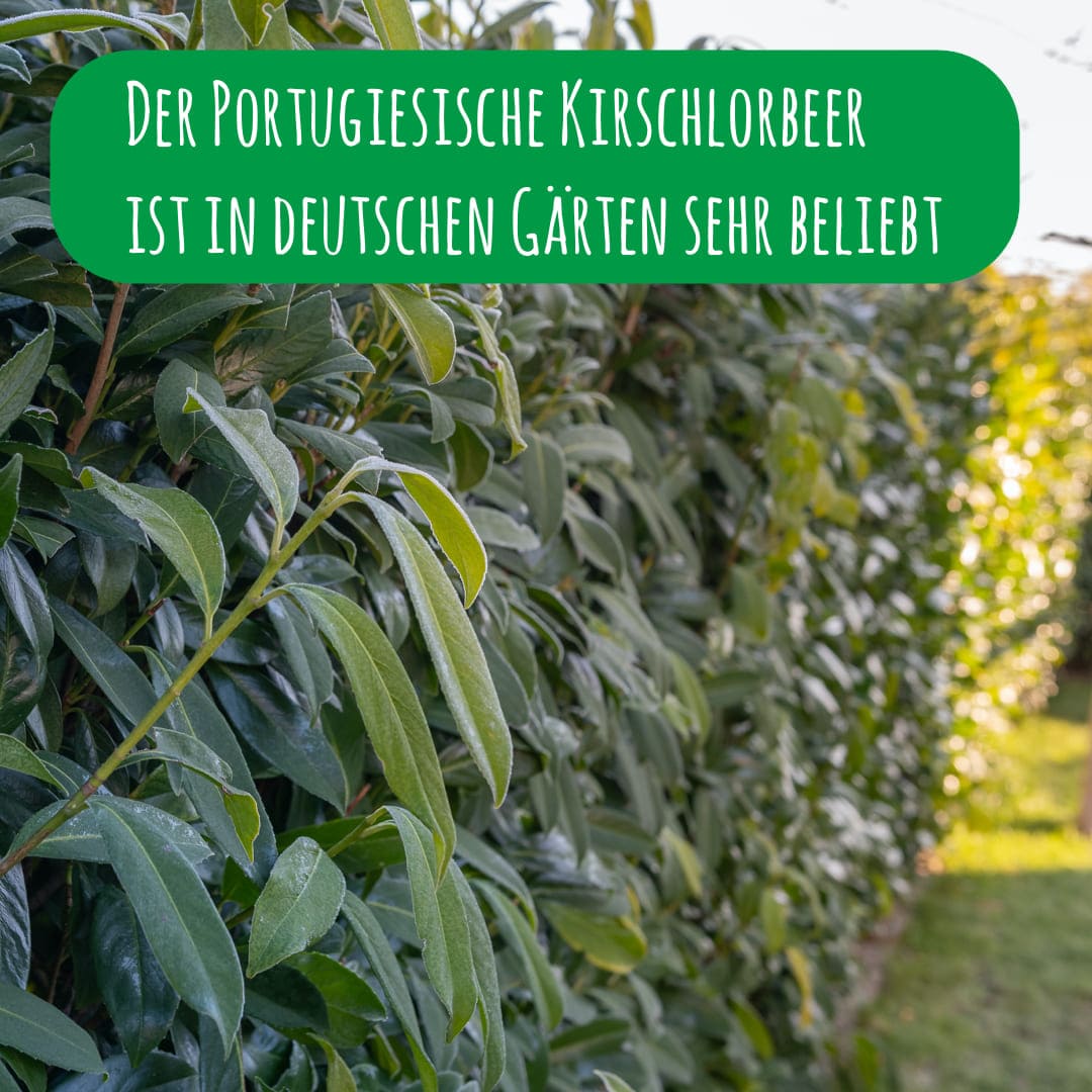 heckenpflanze_kirschlorbeer