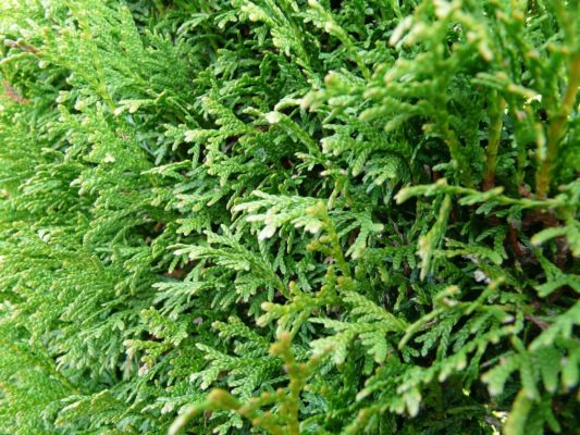 Immergrüne Heckenpflanze: Thuja