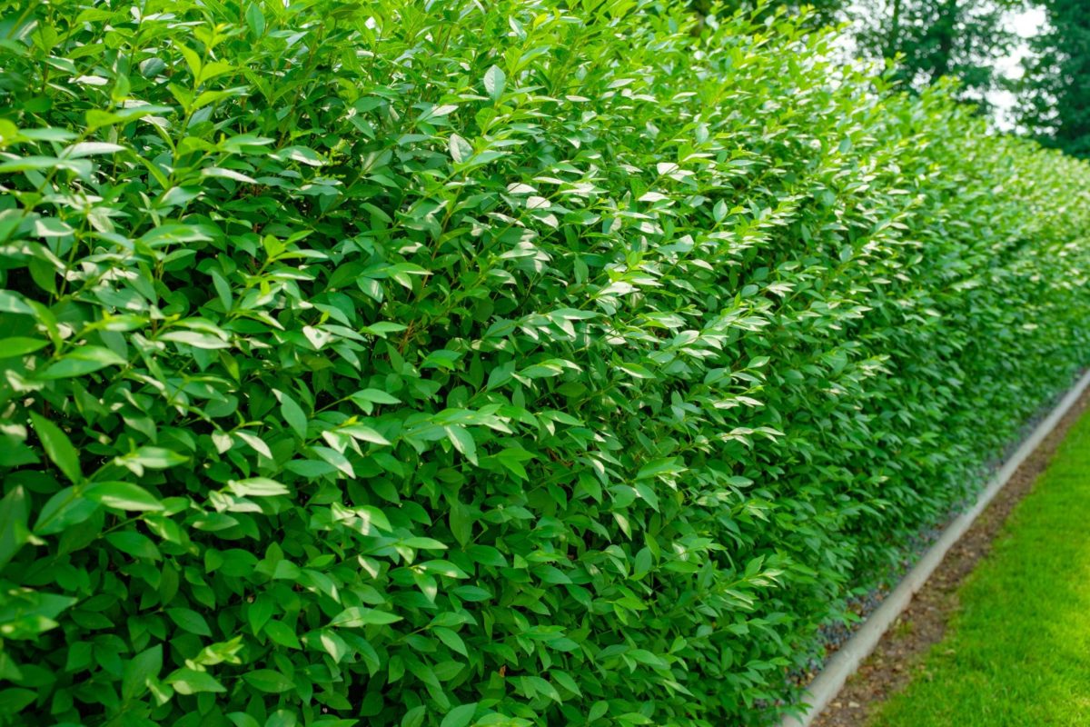 Gute Gründe für eine Hecke im Garten