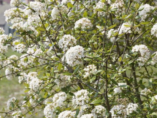 Immergrüner Duftschneeball - Viburnum burkwoodii