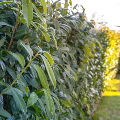 Portugiesische Kirschlorbeer Hecke (Prunus Lusitanica)