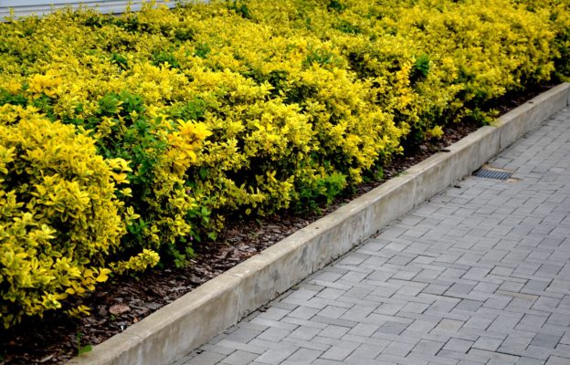 Kriechspindel Hecke (Euonymus fortunei)