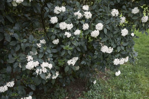 Lorbeerschneeball (immergrüne Hecke)