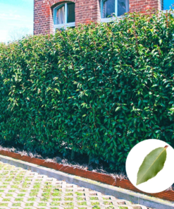 Portugiesische Kirschlorbeerhecke (Prunus Lusitanica)