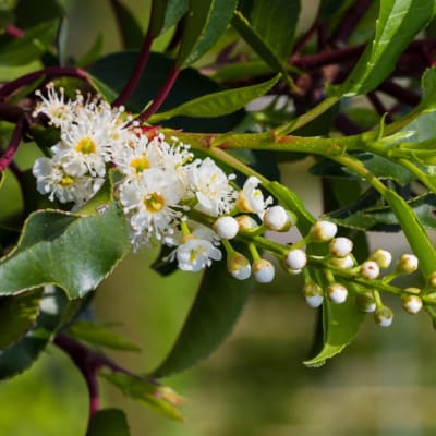 Portugiesischer Kirschlorbeer Blüte