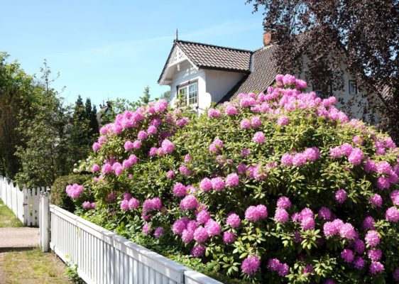 Blühende Rhododendron Hecke