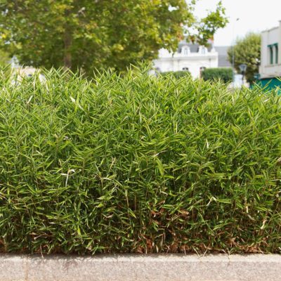 Schirmbambus Hecke immergrün