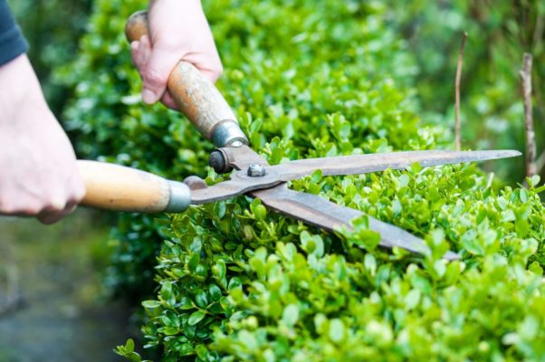 Tipps für die perfekte Sichtschutzhecke