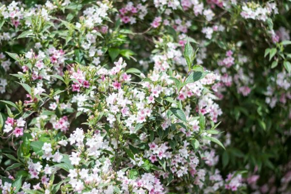 Weigelie Hecke blühend