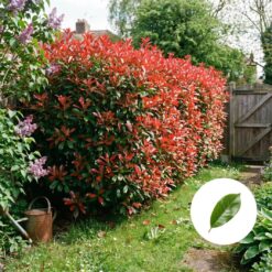Rote Glanzmispel Hecke kaufen