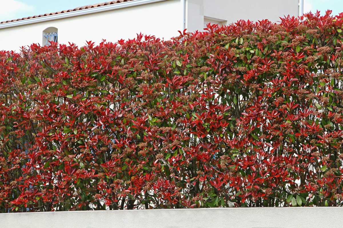Photinia fraseri 