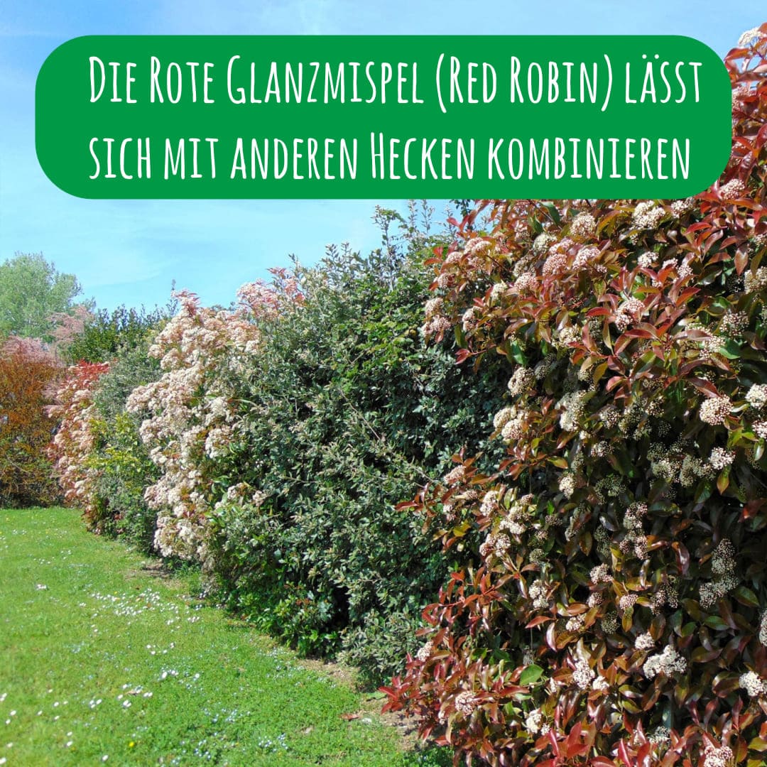 mischhecke-photinia-x-fraseri-red-robin_1x1