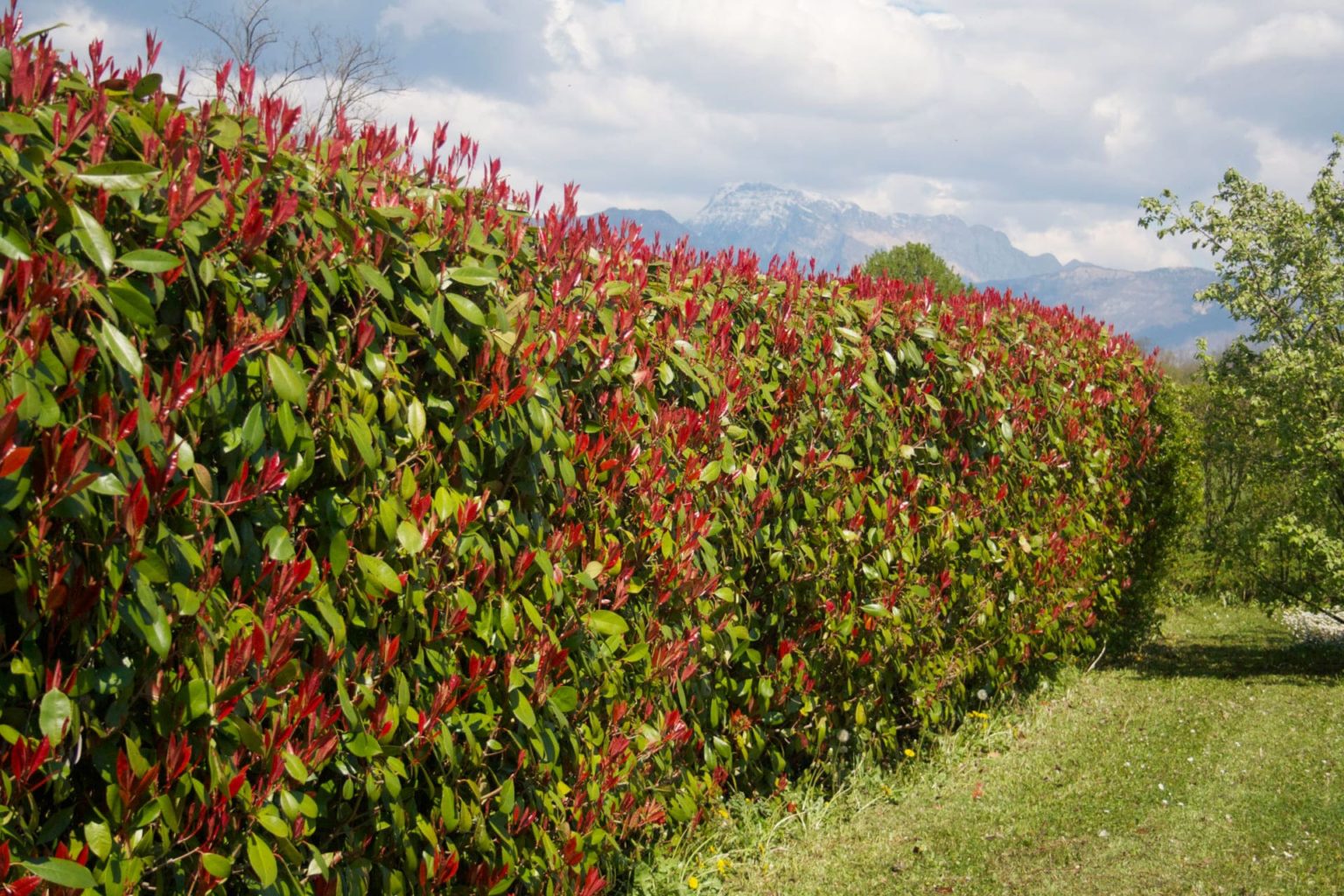 Glanzmispel ‚Red Robin‘ (Photinia fraseri) kaufen » [Steckbrief & Anleitung]