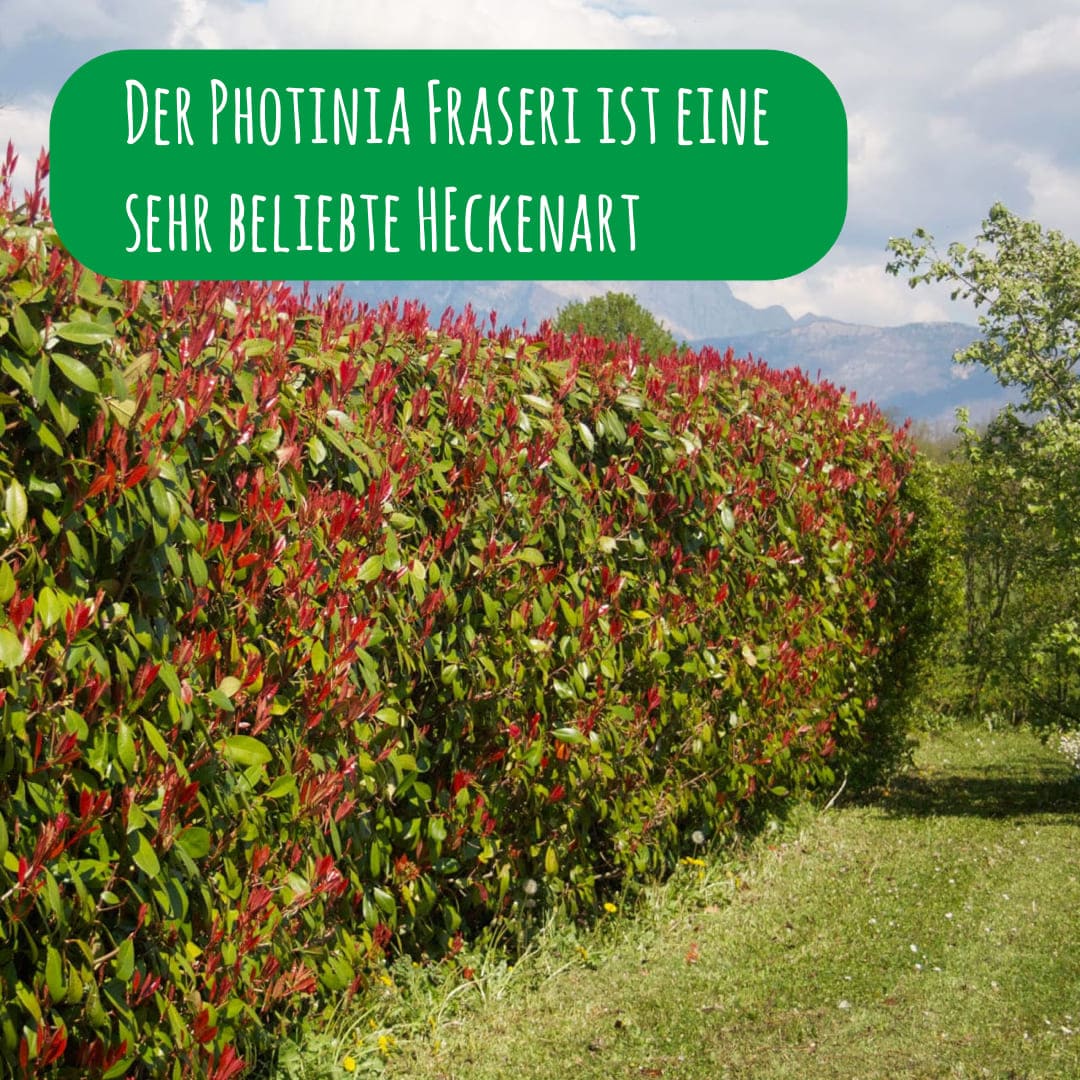 photinia-x-fraseri-hecke-red-robin_1x1
