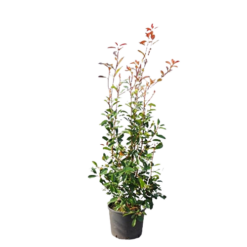 Rote Glanzmispel 'Red Robin' - Topfware, 125 - 150 cm