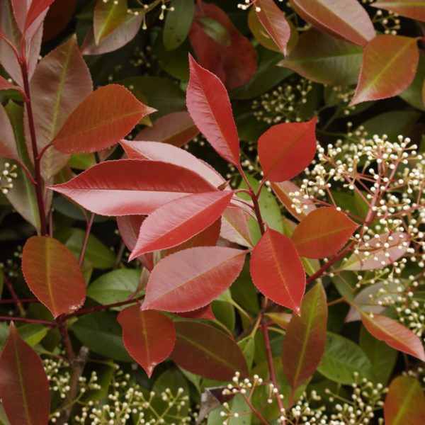 Photinia fraseri 'Red Robin’ » Steckbrief & Ratgeber Hecken Helge