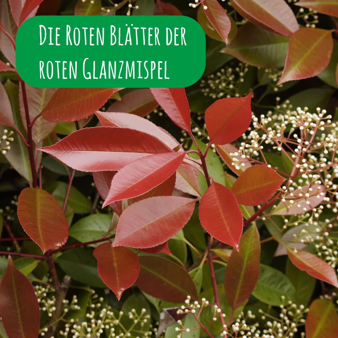 rote-glanzmispel-blaetter-blatt-red-robin-photinia-x-fraseri_1x1