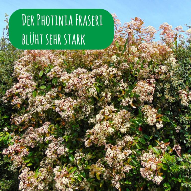 Glanzmispel ‚Red Robin‘ (Photinia fraseri) kaufen » [Steckbrief & Anleitung]