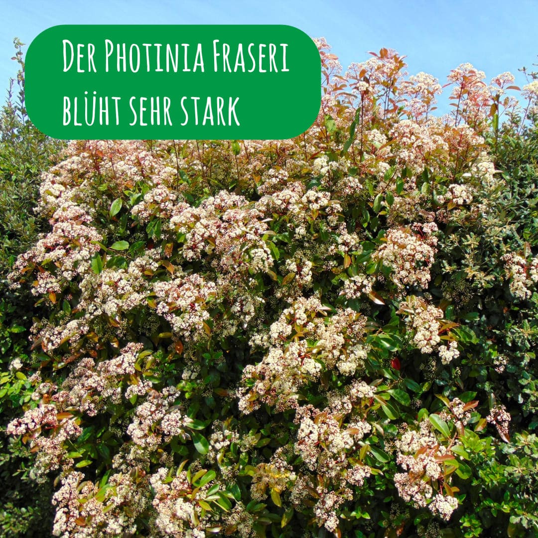 rote-glanzmispel-bluehende-hecke-red-robin-photinia-x-fraseri_1x1