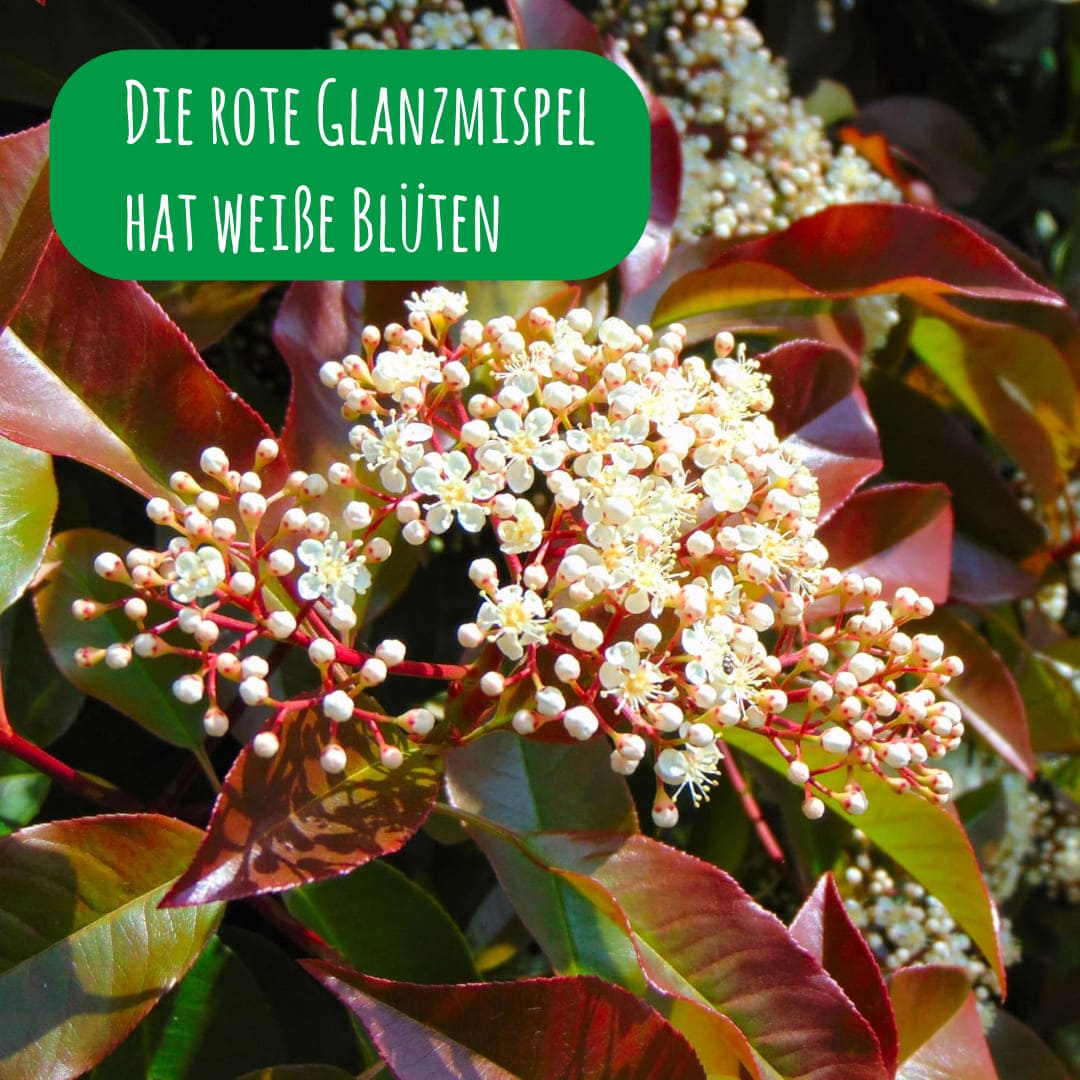 rote-glanzmispel-blueten-photinia-x-fraseri_1x1