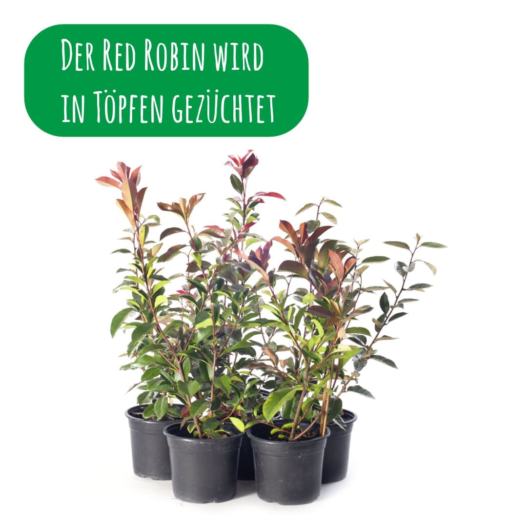 rote-glanzmispel-heckenpflanzen-topfware-red-robin-photinia-x-fraseri