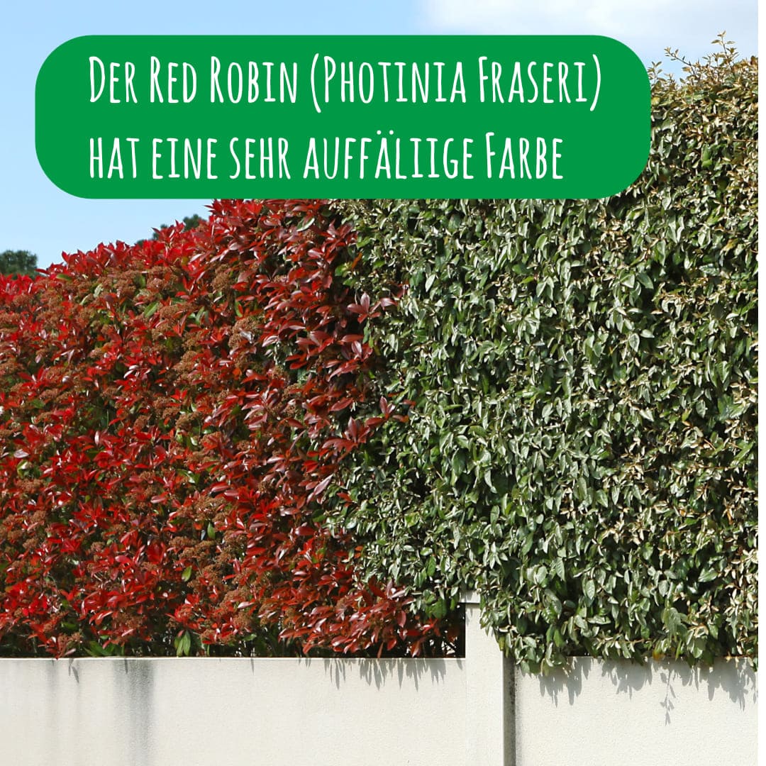 rote-glanzmispel-mischhecke-red-robin-photinia-x-fraseri_1x1