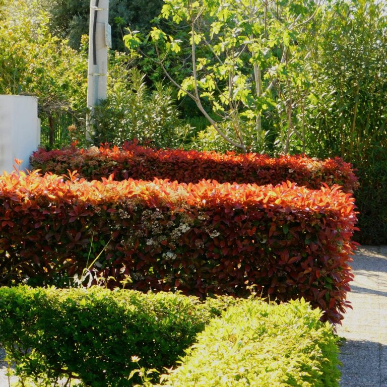 Glanzmispel ‚Red Robin‘ (Photinia fraseri) kaufen » [Steckbrief