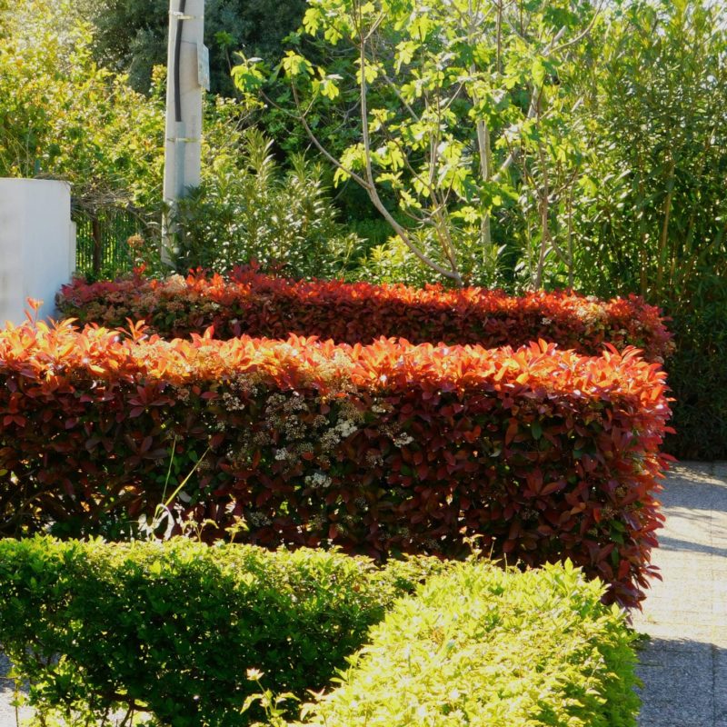 Photinia fraseri 'Red Robin’ » Steckbrief & Ratgeber Hecken Helge
