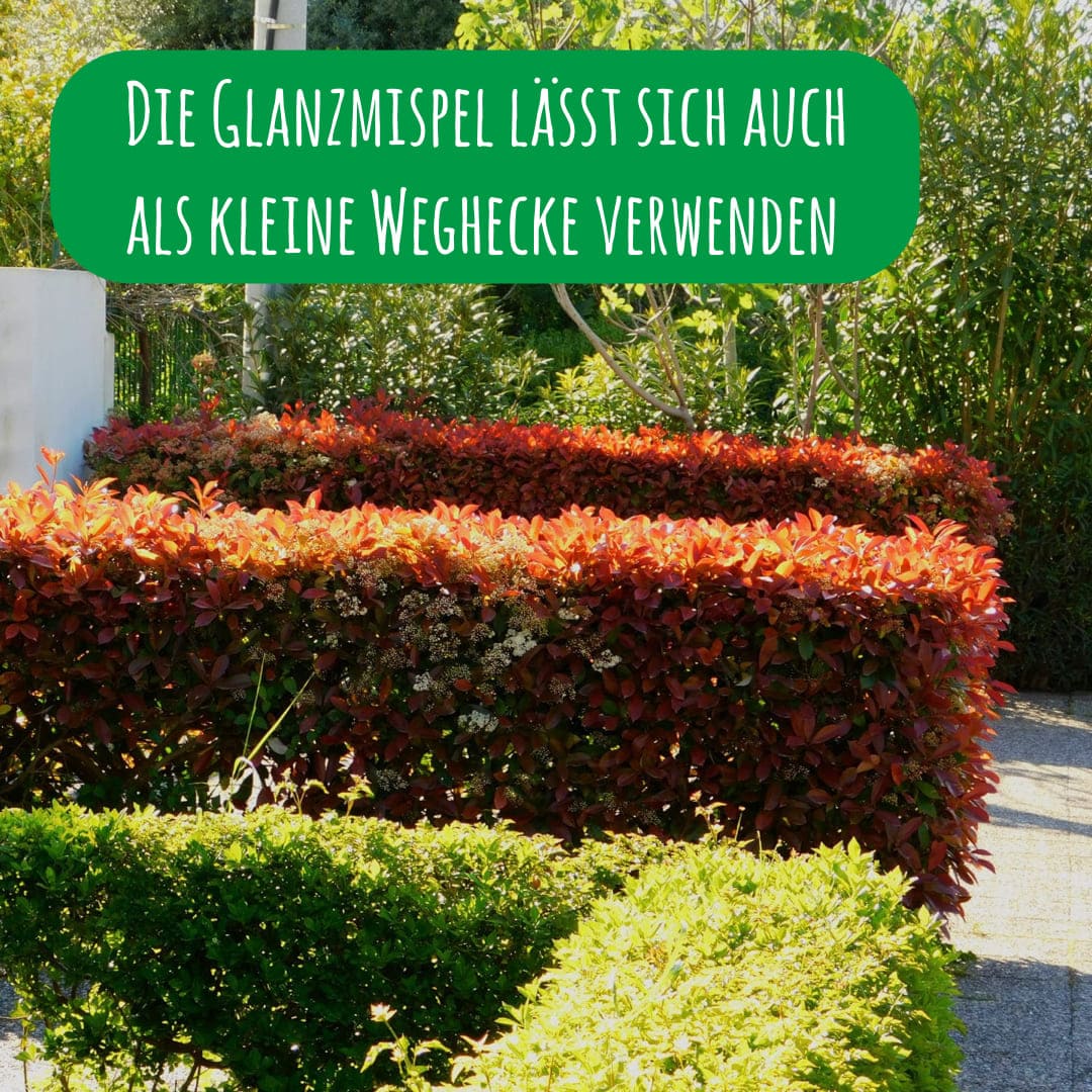 rote-glanzmispel-niedrige-hecke-red-robin-photinia-x-fraseri_1x1