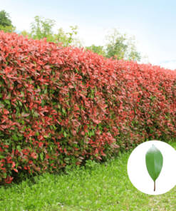 Rote Glanzmispel (Red Robin) Hecke - Photinia Fraseri