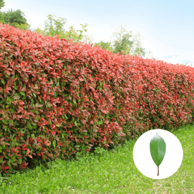 Rote Glanzmispel (Red Robin) Hecke - Photinia Fraseri