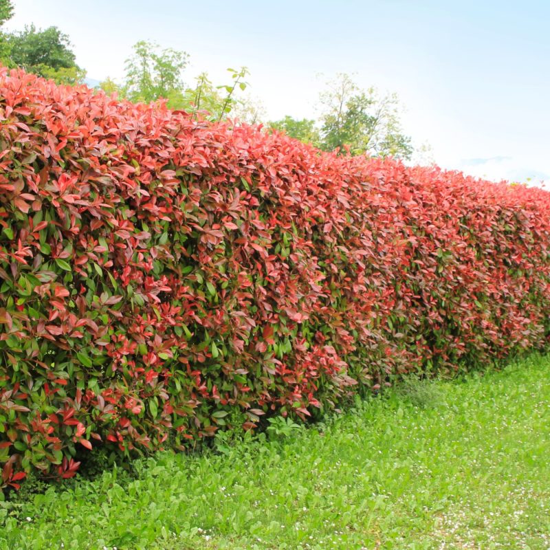 Rote Glanzmispel (Red Robin) Hecke - Photinia Fraseri