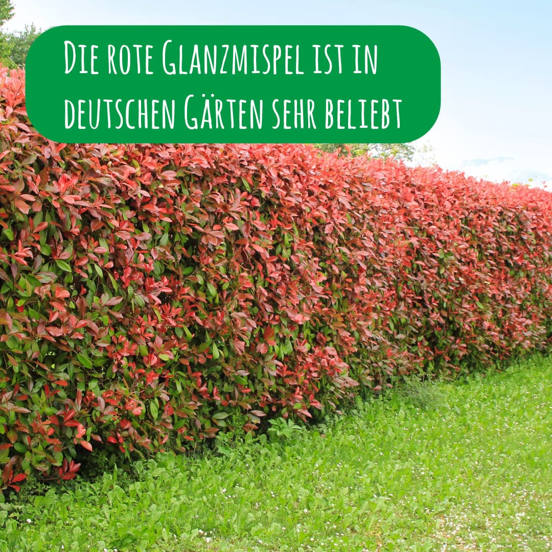 rote-glanzmispel-red-robin-photinia-x-fraseri_1x1