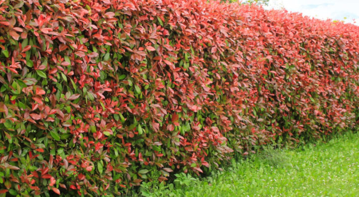 Rote Glanzmispel (Red Robin) Hecke - Photinia Fraseri