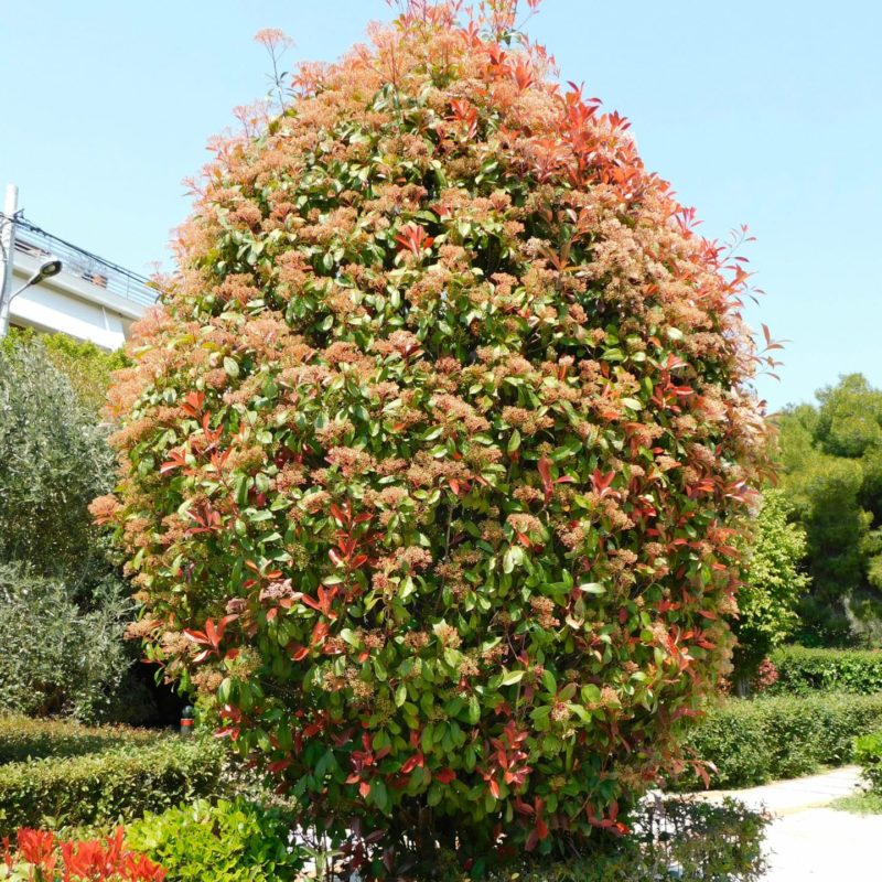 Glanzmispel ‚Red Robin‘ (Photinia fraseri) kaufen » [Steckbrief