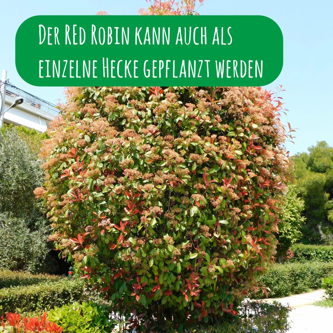 rote-glanzmispel-solitaer-baum-red-robin-photinia-x-fraseri_1x1