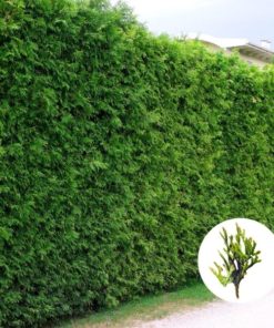 Hecken Helge Thuja Brabant