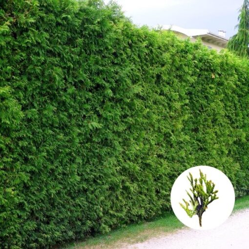 Die perfekte Buchenhecke kaufen & pflanzen » Helges XXL Ratgeber