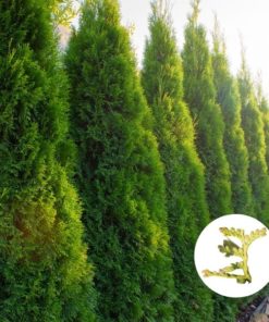 Hecken Helge Thuja Smaragd