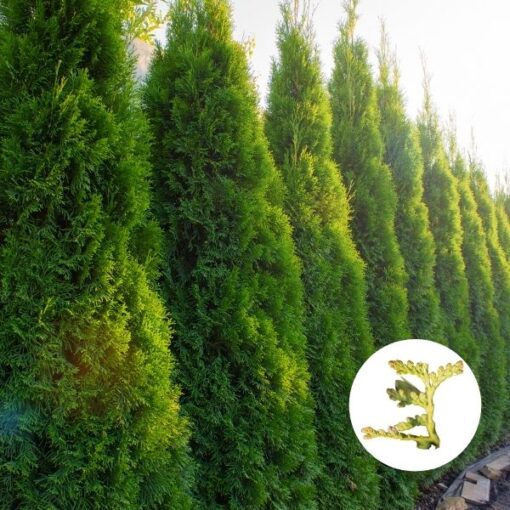Die perfekte Buchenhecke kaufen & pflanzen » Helges XXL Ratgeber