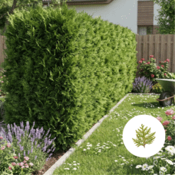 Thuja Brabant Hecke_kaufen