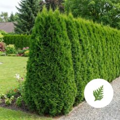 Thuja Smaragd Hecke kaufen
