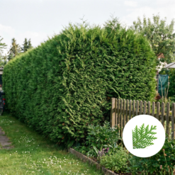 Thuja Smaragd Hecke kaufen