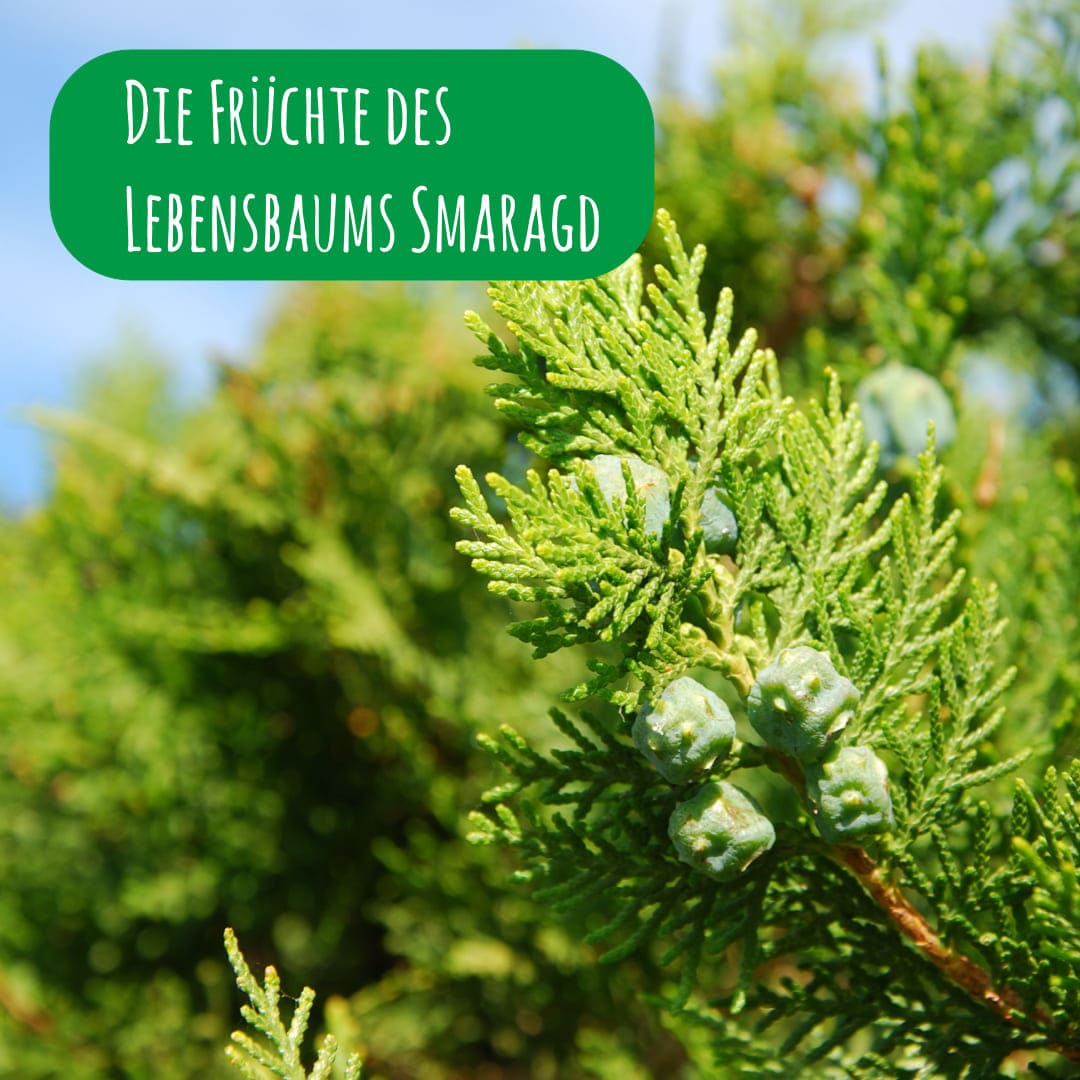 Die Früchte des Lebensbaums Smaragd