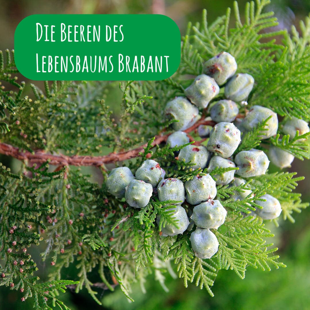 Die Beeren des Lebensbaum Brabant