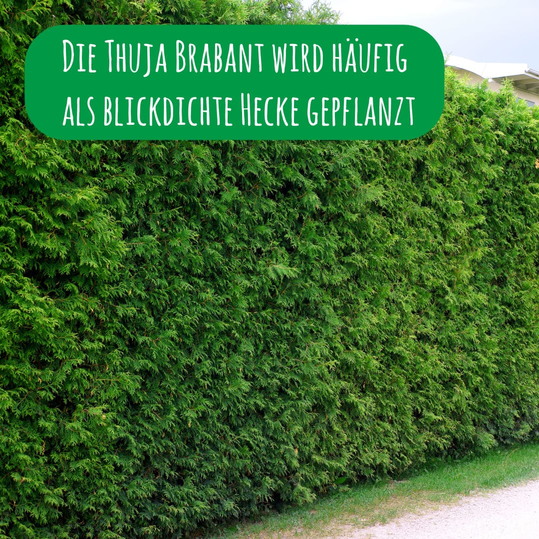 Die Thuja Brabant wird häufig als blickdichte Hecke gepflanzt