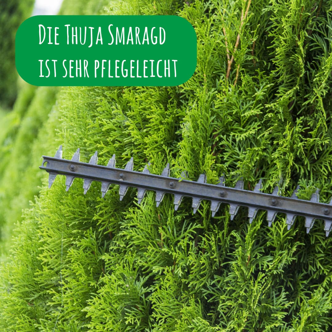 Die Thuja Smaragd ist sehr pflegeleicht