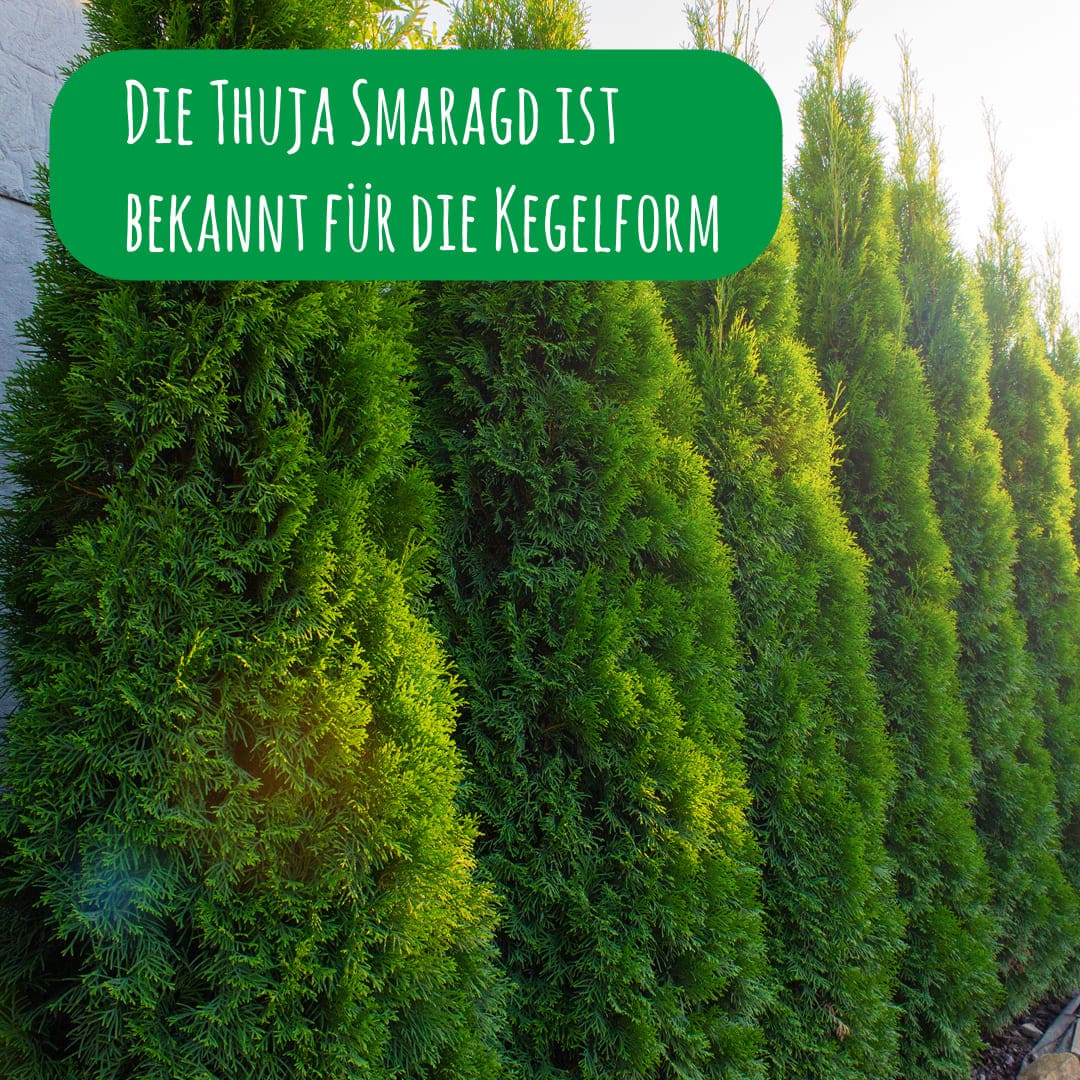 Die Thuja Smaragd ist bekannt für die Kegelform