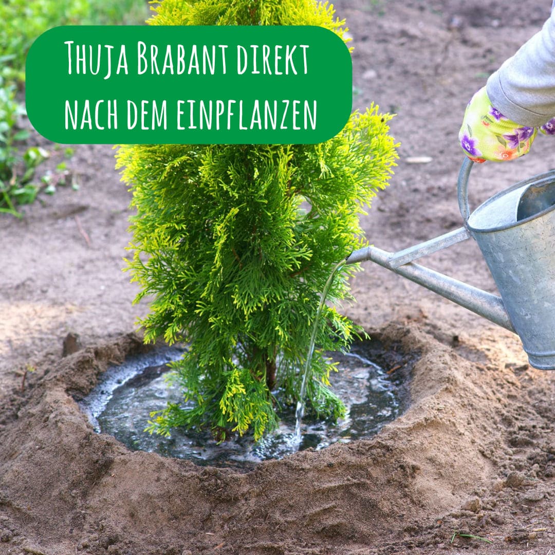 Die Thuja Brabant direkt nach dem Einpflanzen