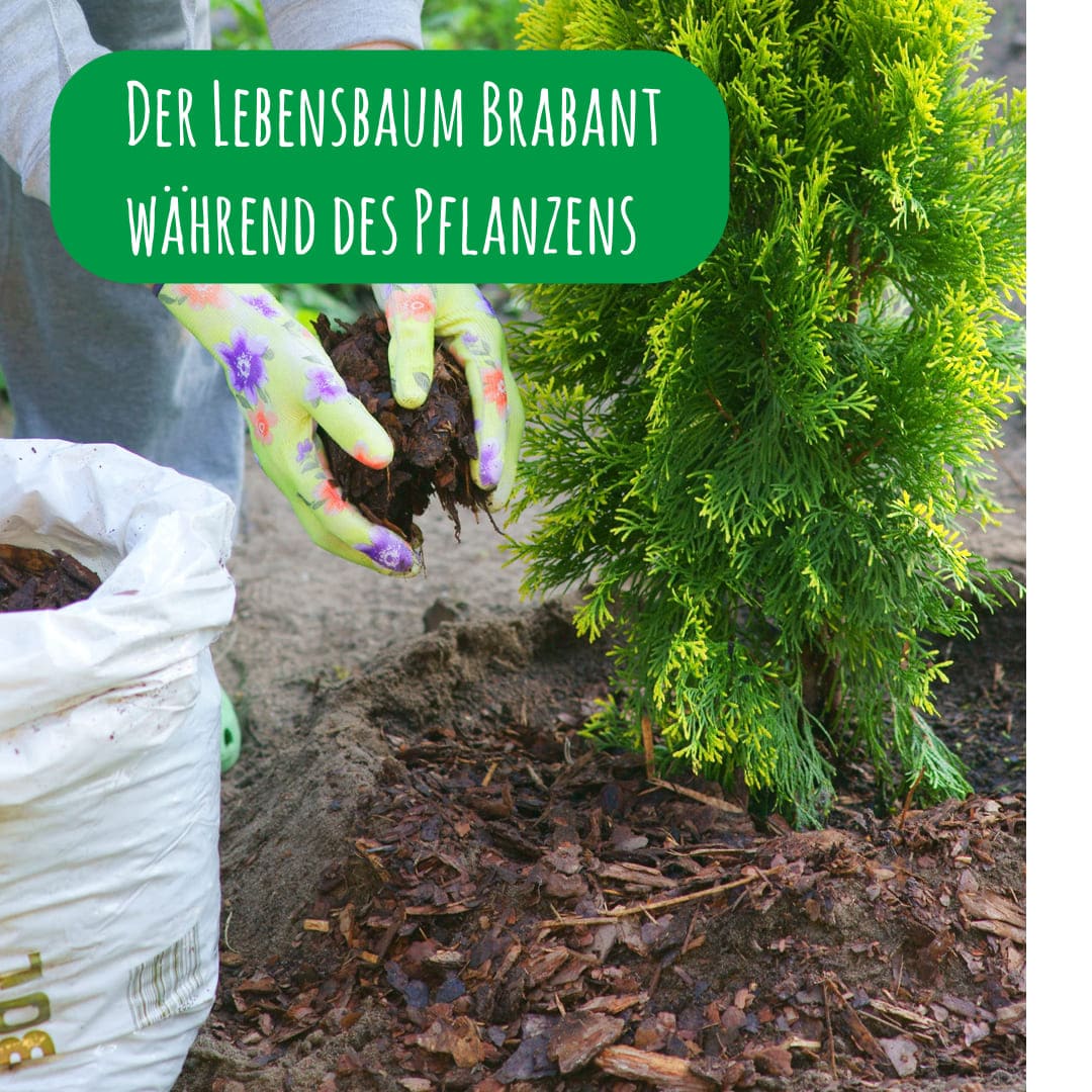 Der Lebensbaum Brabant während des Pflanzens